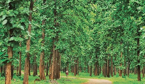 Representational Image.