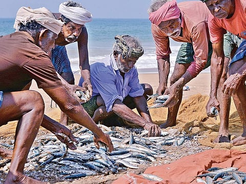 Fishermen separating fish from net at Kochuveli in T’Puram (Photo| Vincent Pulickal/EPS)