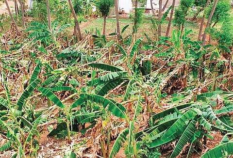 Plantain trees destroyed in the strong wind that swept across Ambur and Vaniyambadi in Vellore on Tuesday