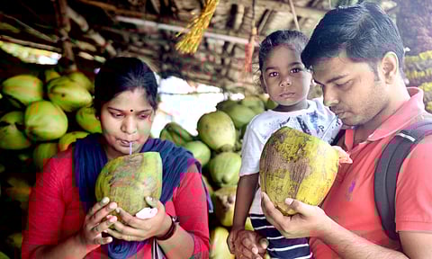 The coconuts are currently priced at Rs 40 and Rs 50 (Photo| D Sampathkumar/EPS)