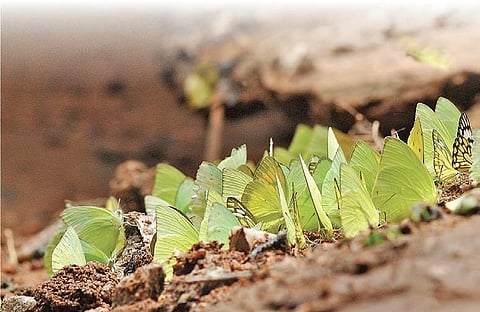 Fewer butterflies this year, feel experts