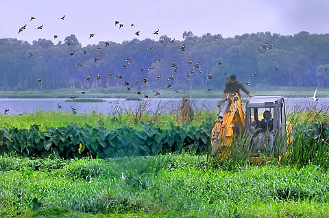 File photo of clean up work in progress at Bellandur Lake Bengaluru (File Photo | Jithendra M/EPS)
