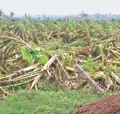 Fani-damaged banana field of a farmer in Kendrapara. (Photo | EPS)