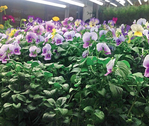 Everything you need to know about Hydroponics