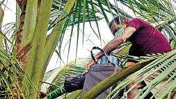 A file pic of extracting Neera Express