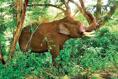 A kumki elephant at Suyambu in Navamalai | Express
