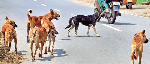 According to locals, the boy was with his family near the dargah when suddenly a pack of nearly 15 dogs attacked him. Others present at the dargah at the time rushed to the aid of the boy and rescued him.