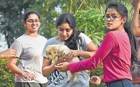 Where to go for a picnic with your doggie