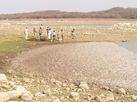 The mysterious death of fishes in the Sathanur dam in Tiruvannamalai district has left fishermen shocked. (Photo | Eps)