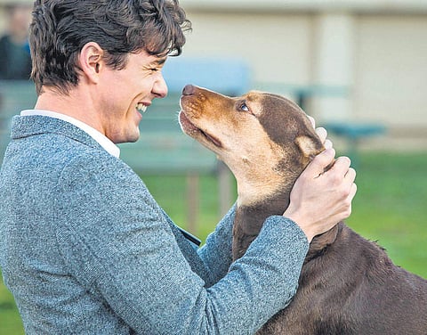 Still from A Dog’s Way Home