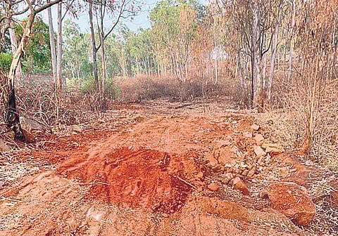 Earthmover in forest has citizens on the edge