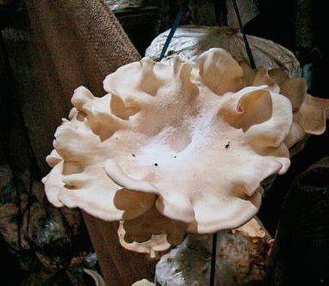 Lentinus tuberregium, which has anti-cancer properties | Express