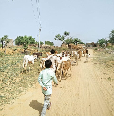 The Meo families in Alwar are a group of dairy farmers. Seen here is a family grazing their cows in Ramgarh, Alwar | sana shakil