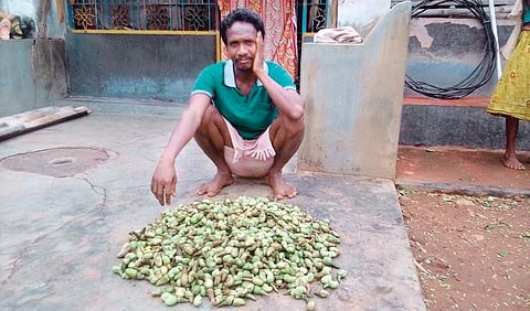 A tribal farmer of Konda Chorlangi village in Seetampeta mandal showing fallen cashew nuts | EXPRESS