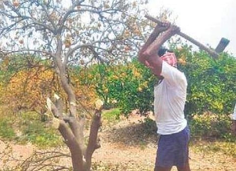 A sweet lime grower in Mukundapuram village in Garladinne mandal of Anantapur district in Andhra Pradesh. (Photo | EPS)