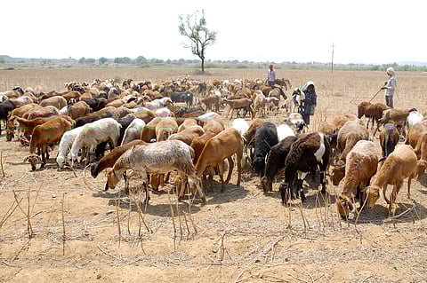Shepherd walks with their sheep's on the dried agricultural field due to insufficient water during scorching summer at Mahabubnagar one of the drought effected districts in Telangana State. File photo for representational purpose only | (Suresh Kumar/EPS)