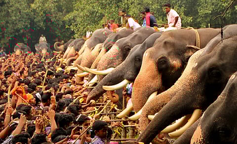 Elephants lined up in Thrissur