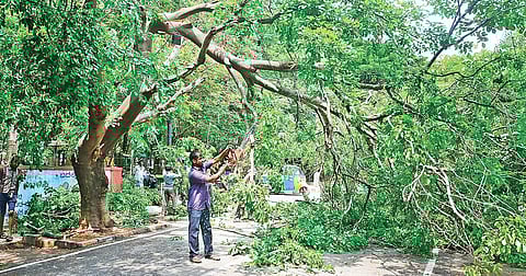 Officials concerned say that it may take another two days to rid city roads of all the fallen branches | Shriram BN