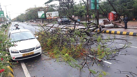Trees uprooted as Cyclone Fani hit Odisha (Photo | Siba Mohanty | EPS)