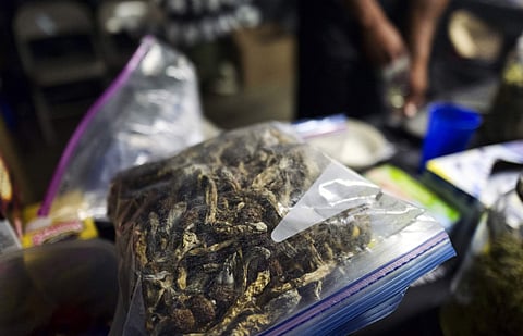 A vendor bags psilocybin mushrooms at a pop-up cannabis market in Los Angeles on Monday, May 6, 2019. Voters decide this week whether Denver will become the first U.S. city to decriminalize the use of psilocybin, the psychedelic substance in 'magic mushro