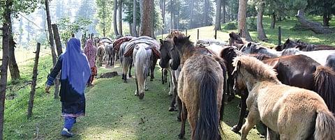 The Kathua rape victim’s mother with family’s livestock in Kashmir. The victim belonged to a nomadic tribe, which follows a traditional migration calendar. | Zahoor Punjabi