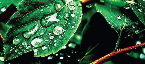 The key to watering your plants right