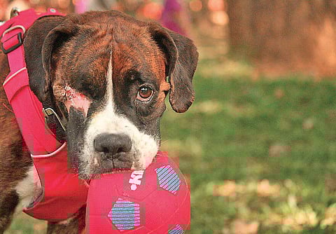 Serena, an abandoned boxer dam, up for adoption at the moment