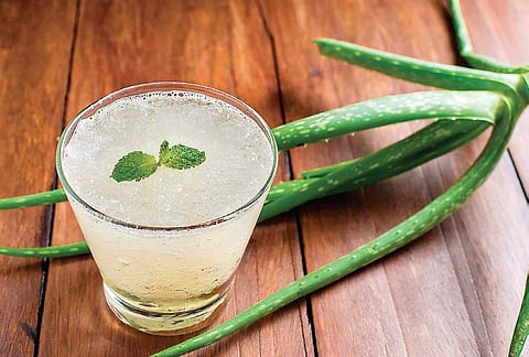 Say ‘aloe’ to this succulent