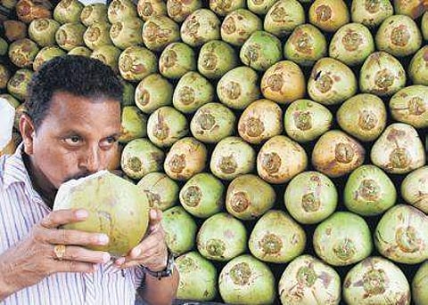 Maddur coconuts a hot seller in north India
