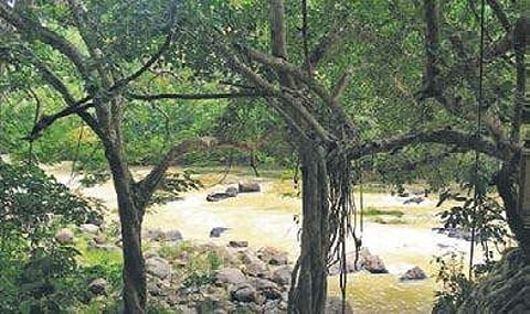 Neyyar flowing through Aruvippuram