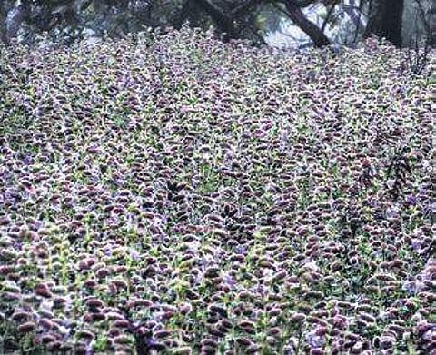 Hopes high As Neelakurinji bloom anticipated this monsoon