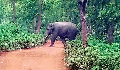 An elephant moving in a Jharkhand forest. (Photo | Express)