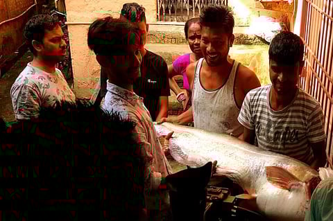 Barali fish. (Photo | EPS)