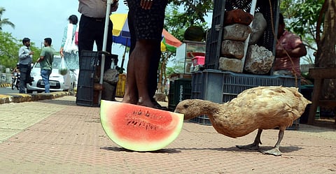 Image used for representational purpose only. (File Photo | Biswanath Swain/EPS)