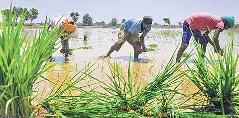 Workers plant paddy saplings in a field near Amritsar | Pti file