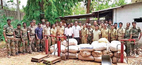 Forest officials at the illegal sandalwood factory in Chittoor in Andra Pardesh after they seized sandalwood worth R1 crore on Monday | Express