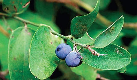 What names in regional languages tell us about plants