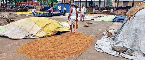 Farmers covering paddy stocks with polythene sheets in Tarapur under Kalahandi district on June 21. ( Photo | EPS)