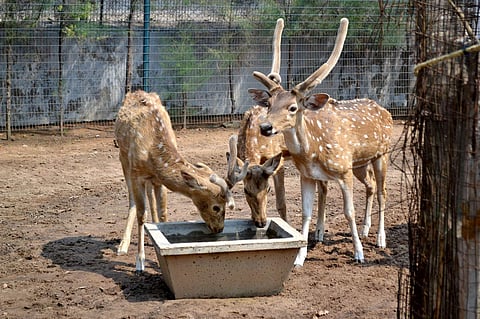 A group of deer drinking water at deer park in Cuttack. ( File Photo | EPS)