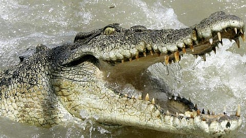 For representational purposes (File Photo | AP)