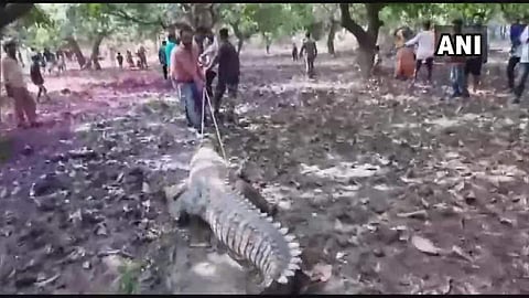 Crocodiles are Schedule 1 animals (provided absolute protection) as per the Indian Wildlife (Protection Act), 1972. (Photo| PTI)