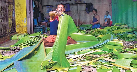 Banana leaf suppliers feeling heat after demand takes nosedive