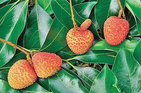 Why blame the lychee behind Encephalitis deaths in Bihar?