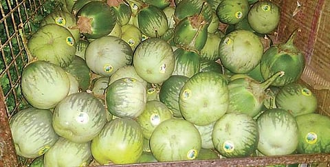 The famed Mattu Gulla being sold in Udupi | EXPRESS
