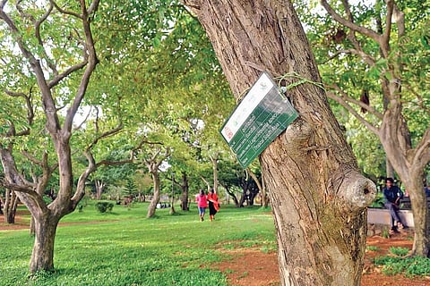The trees at Subhash Bose Park.The board containing the details of the species has been installed as part of Interact-Bio Project | A Sanesh
