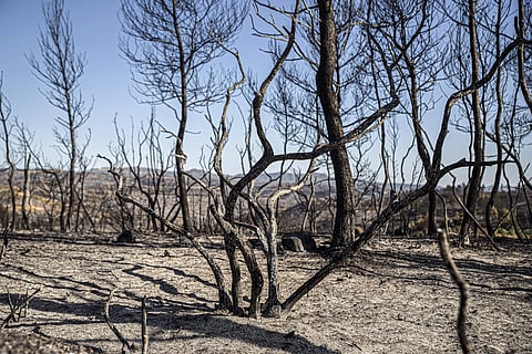 Burned trees remain after a fire in La Palma d'Ebre, Spain, Friday June 28, 2019. (Photo | AP)