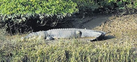Bhitarkanika National Park in Kendrapara district. (EPS)