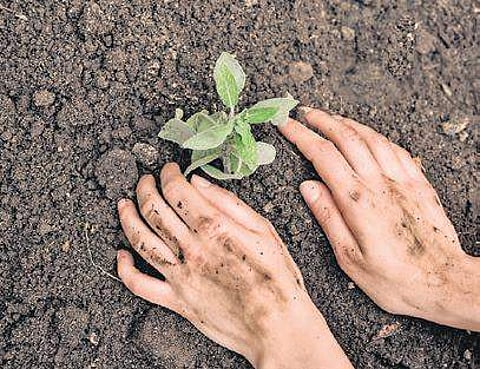 Garden City once more? Ward committees must have a say