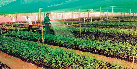 The saplings being nursed at the Warangal Central Prison | Express