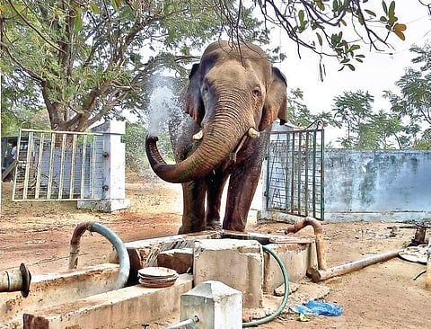 Chinna Thambi amusing himself in the 24-acre land of Amaravathi Cooperative Sugar Mills at Krishnapuram near Madathukulam in Tirupur. (Photo | File, EPS)